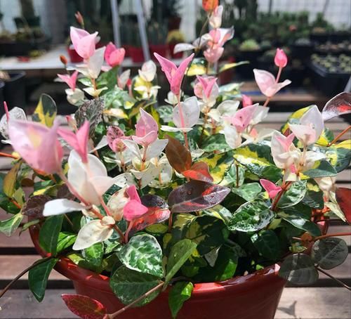 这“花”耐阴又好养,叶比花好看,阳台养一盆,可赏300天