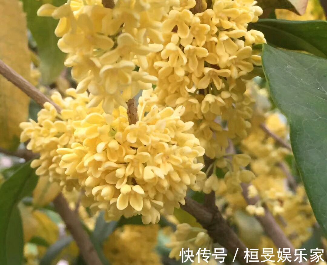 桂花的叶芽和花芽长啥样,养好几年的桂花不开花怎么办只需2点