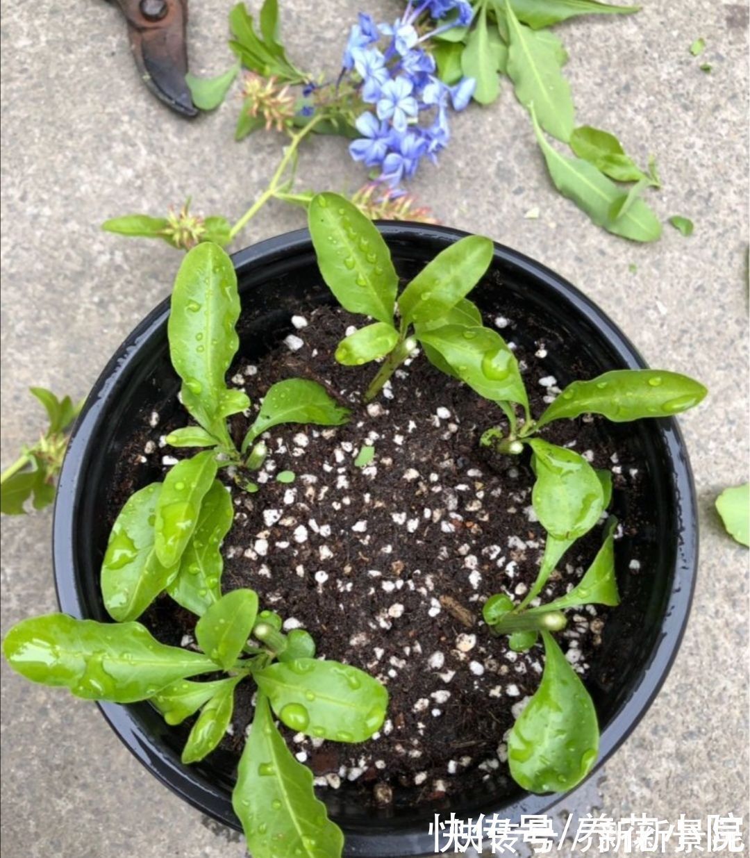 种花|5种花,夏天不影响扦插,生根快、易成活,现在就应多繁殖