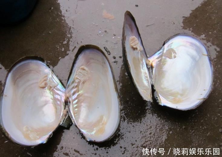 好吃|被称为“农村海鲜”,价格便宜又好吃,可就是知道的人不多