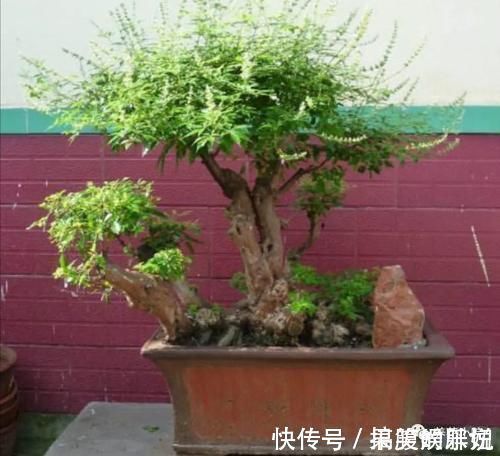 盆景|农村大爷不养花,用山上黄荆做成盆景,更具观赏性
