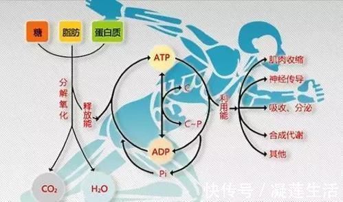 腹部|为什么有的人天生只有四块腹肌,如何训练六块腹肌