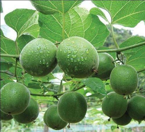 食物|女性不想老得快，以下食物不能斷，護肝排毒，臉色紅潤，不妨一試