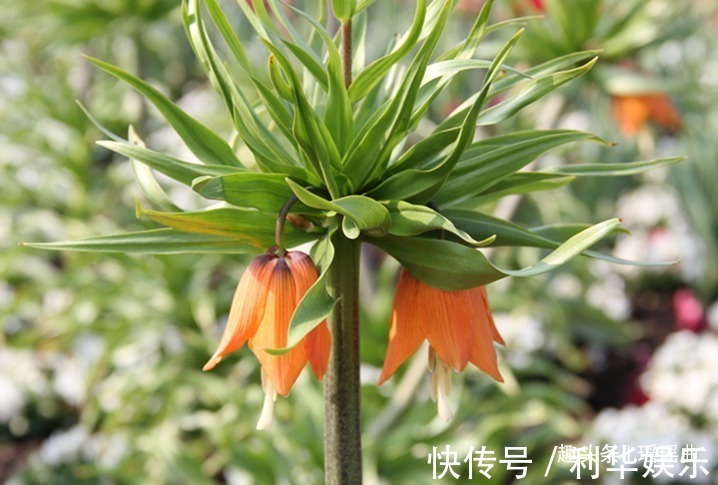 贝母|此花株型奇特美丽娇艳,娇小独特花色艳丽美观,被称为忍耐之花