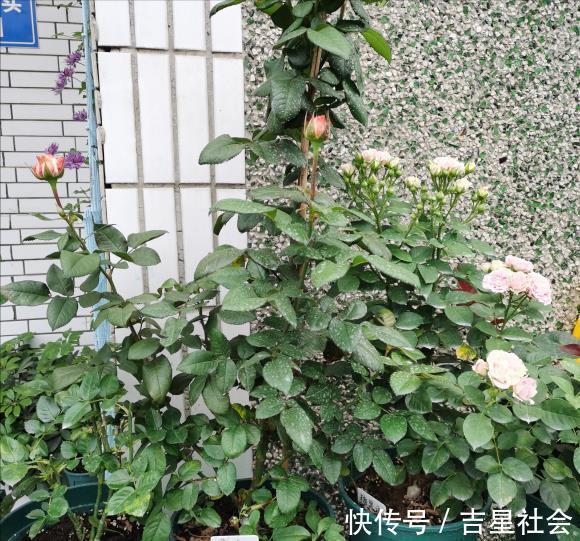 叶斑病|养花必备的杀菌剂,到底怎么用?多菌灵只是“初级”,黄叶不管用