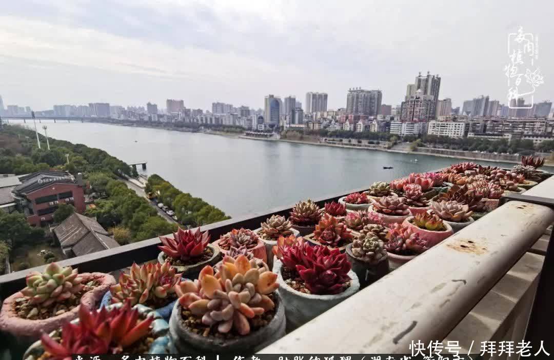 养多肉,我们到底养的是什么?