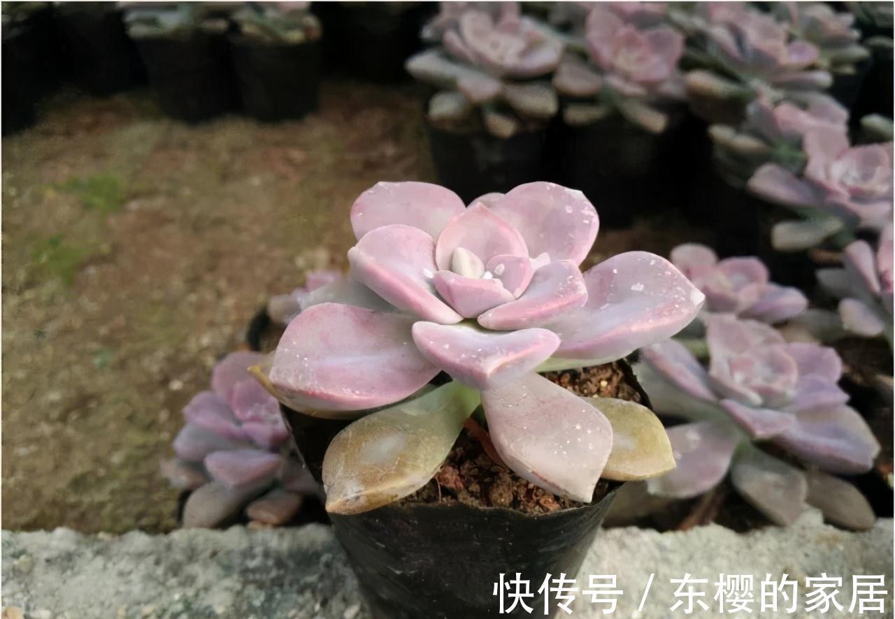 夏天|张大哥养肉10多年,总结出4个“耐热品种”,肉迷都喜欢