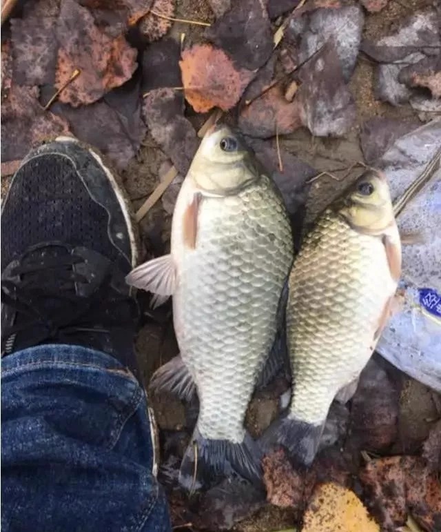 降温后鱼口轻总是没顿口？换个“思路”来调漂，马上就黑漂了！太过瘾