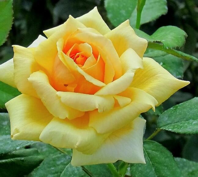 月季花什么时候扦插最好教你3种养护方法,月季花鲜艳又好看