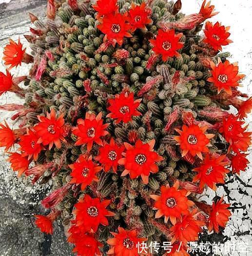 别养多肉了 养盆 白檀 花 样子似毛毛虫一样 还能开红花 快资讯 别养多肉了 养盆 白檀 花 样子似毛毛虫一样 还能开红花 快资讯