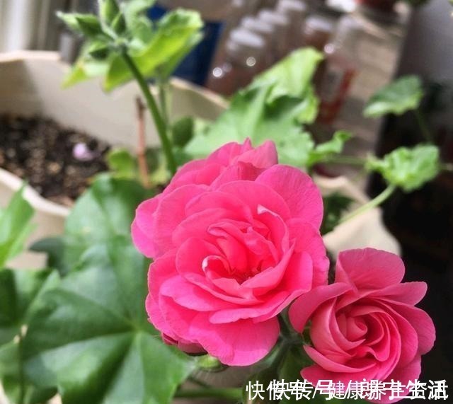 香味|开花漂亮，花期长又勤花，连叶子都带香味，这种花值得养！