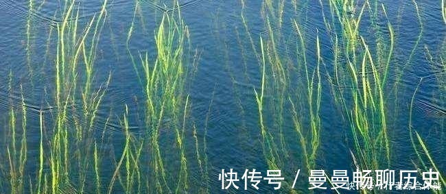 水草|老话讲“钓鱼要钓草，不然要白跑”！但这4种水草钓也白跑