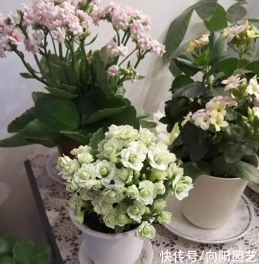 这种长寿花，花瓣是白色，名叫“绿巴黎”，有种仙气飘飘的感觉