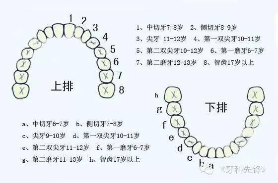 儿童|儿童换牙期六大注意事项,关乎孩子一生