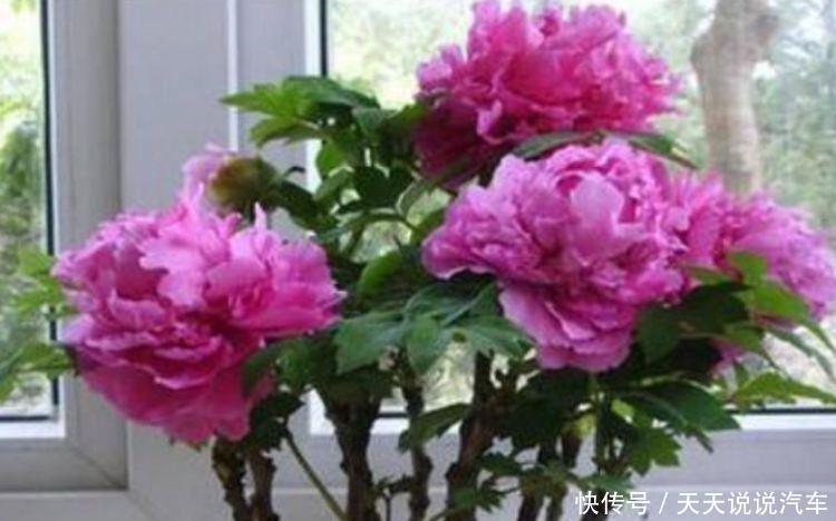 养花试试此四款花,个个好养开爆盆,随便养成花瀑布