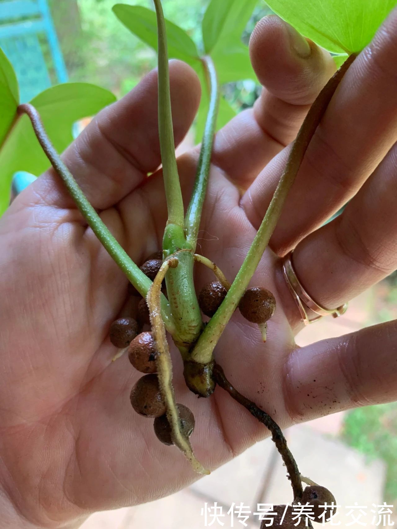 妙用|陶粒的养花妙用，用来水培扦插繁殖植物很方便了，赶紧试下