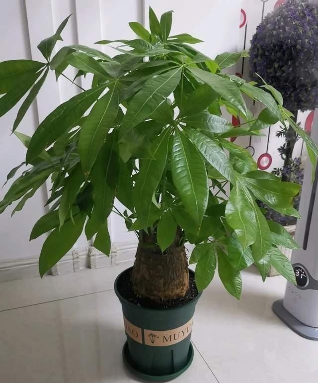 财树|巧用这种皮,养君子兰发财树,叶片光亮,效果让人满意!
