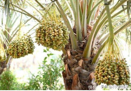 叫枣不是枣,产量奇高且比红枣甜,外国人当主食,国内却很少人种