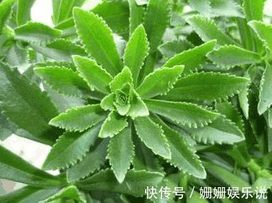 血管神經性水腫|此野菜食用價值和藥用價值很高，秋季吃可解酒護肝、祛風散寒