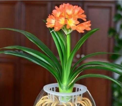 养花就养个花期长的，养在家里繁花似锦，清新脱俗，懒人最爱