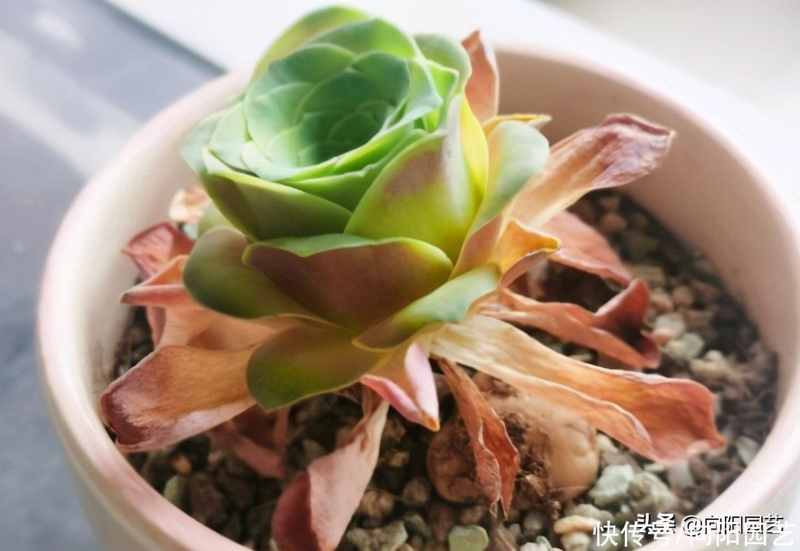 多肉“酒杯玫瑰”，高温必须断水，花土里有水，指定黑腐掉