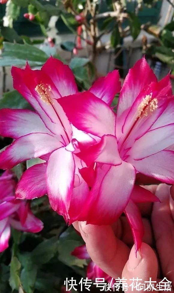 水仙|上万块的蟹爪兰,开花像烟花,养过的人不多