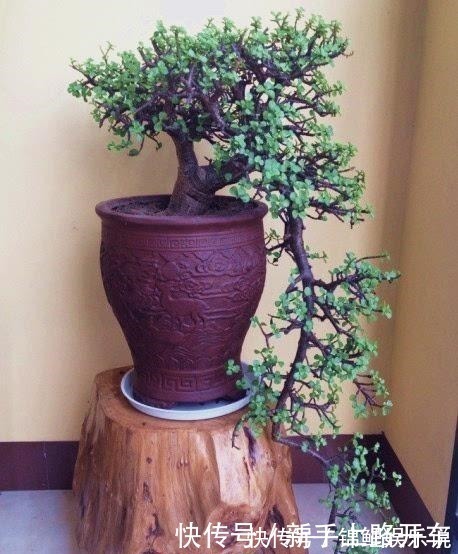 种花|2种花“不值钱”，花匠教3招，几年养成“盆景树”，1盆上千元！