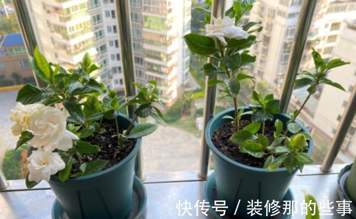 枝条|栀子花扦插有诀窍,掌握后不用买,动动手就能变出多盆
