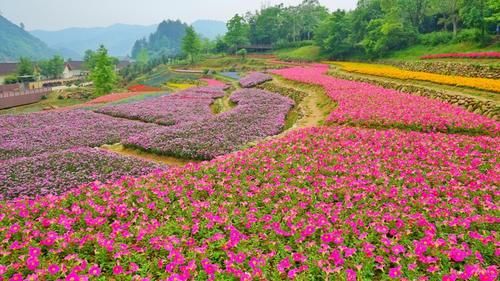 在四季如春的春城，不仅可以赏百花，还可以吃花，鲜花宴席成特色