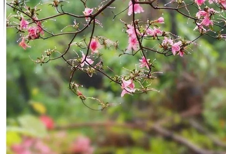 十首《相见欢》：林花谢了春红，太匆匆