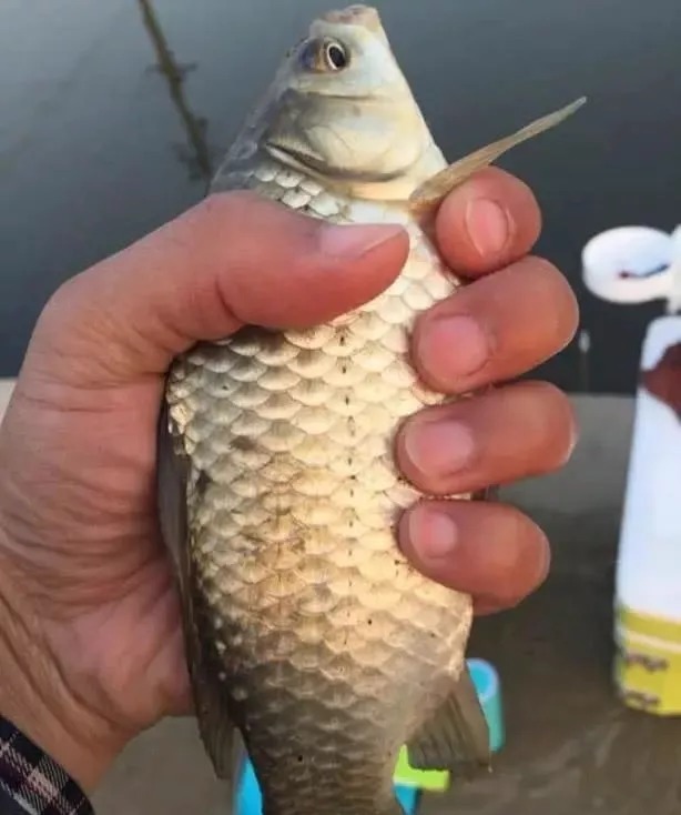 为啥你每次钓得不多?因为台钓的这个“精髓”,被你忘记了