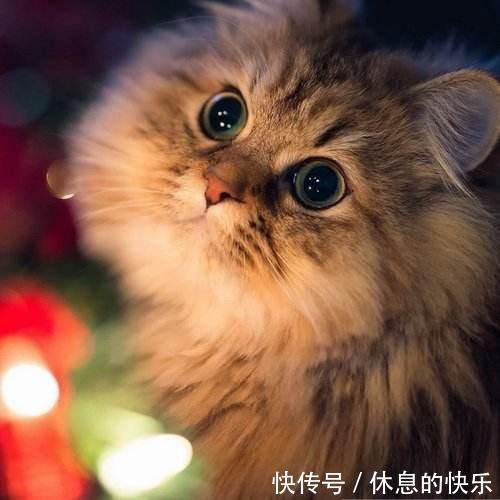 |(搞笑段子)丈夫发年终奖,妻子许诺春节到新马泰