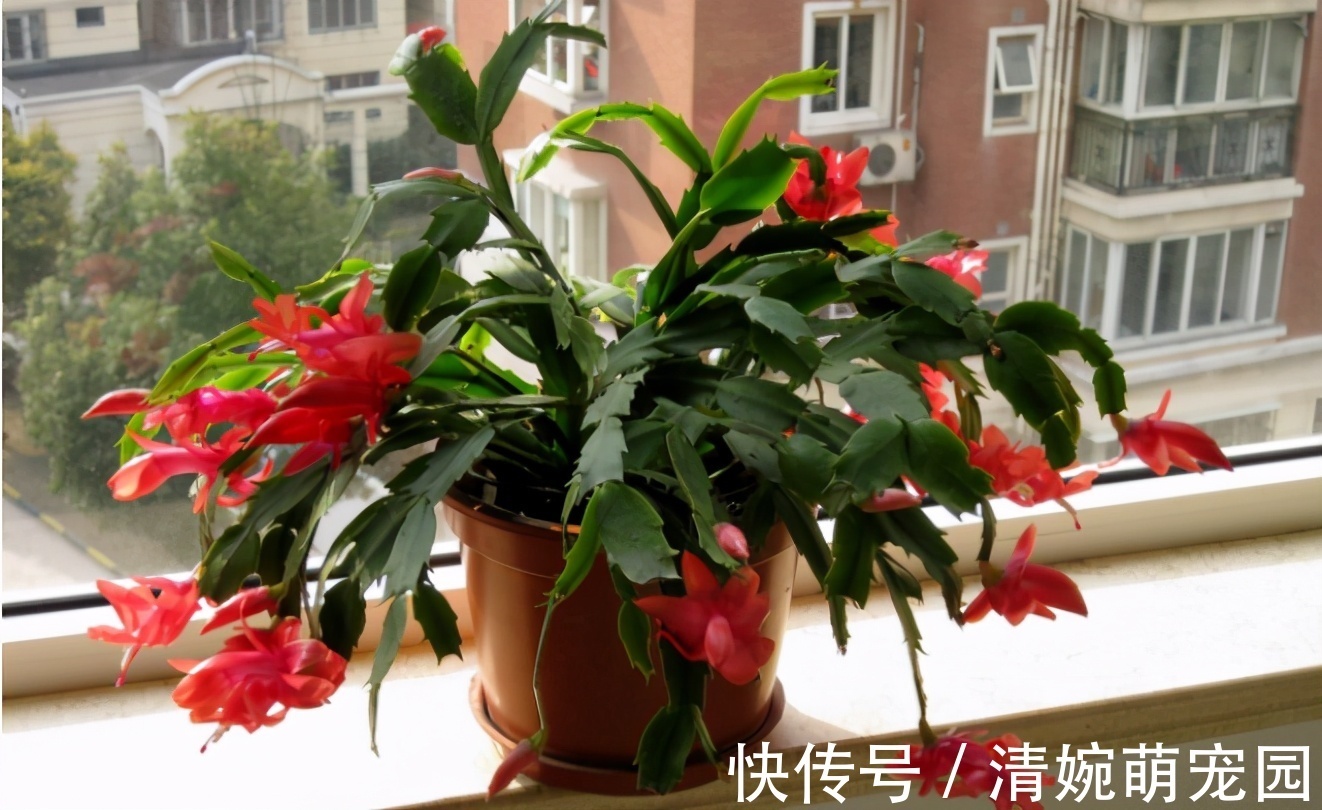 催花|掌握住这个“催花技巧”,养蟹爪兰或其他花卉全不用愁了