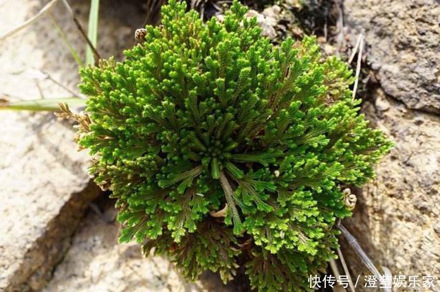 盆栽|山坡上的“野草”,挖1棵当盆栽,2年后价值“翻10倍”,珍贵