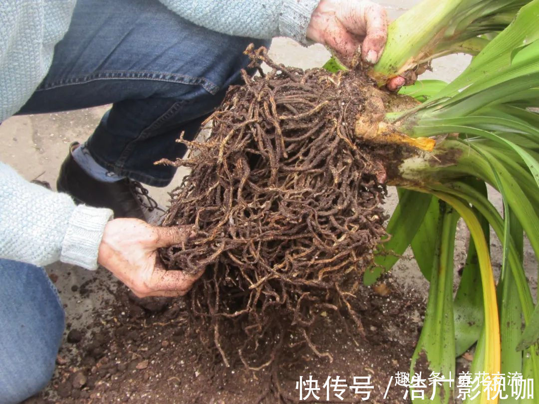 烂根|为啥很多朋友在家里养不好君子兰,有可能一开始就买错了