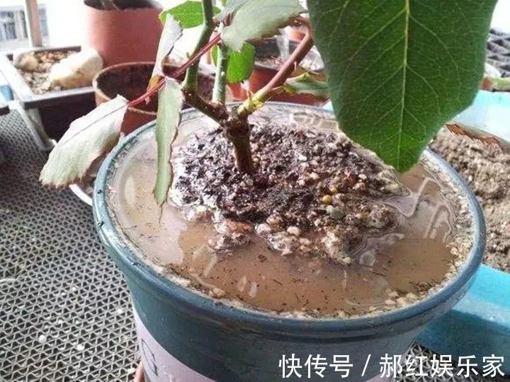 施肥|10个养花的坏习惯,赶紧改,不然真是浪费钱!