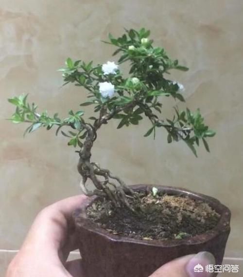 晒一晒你认为养得最好的盆栽，并说一说你是怎么养的？