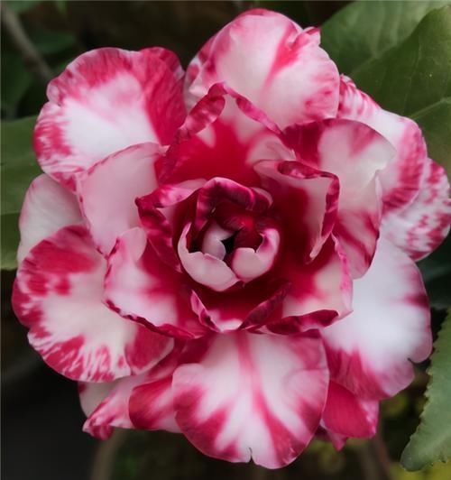 落蕾|茶花开了,没几天就蔫了,注意3点,开花如碗大