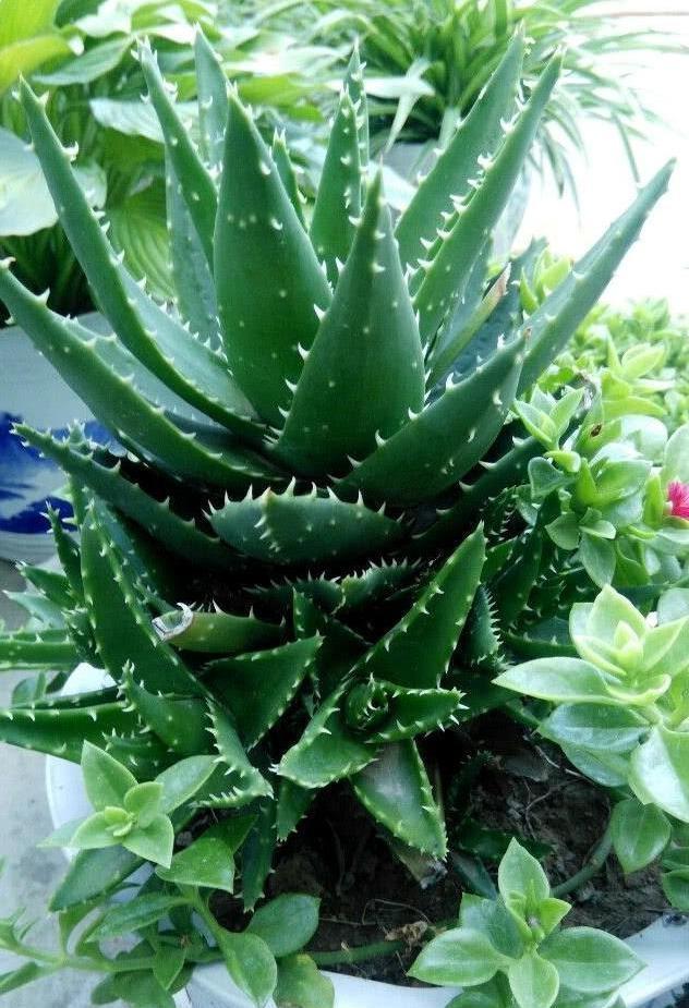 芦荟爆盆法，点中4个“养护穴”，叶片杠杠厚，爆满“肥崽子”