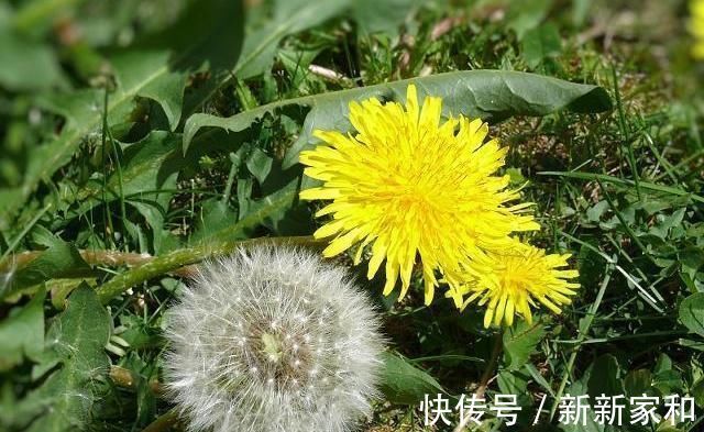 服用|蒲公英泡水喝有讲究,四大好处和三大禁忌一定要了解