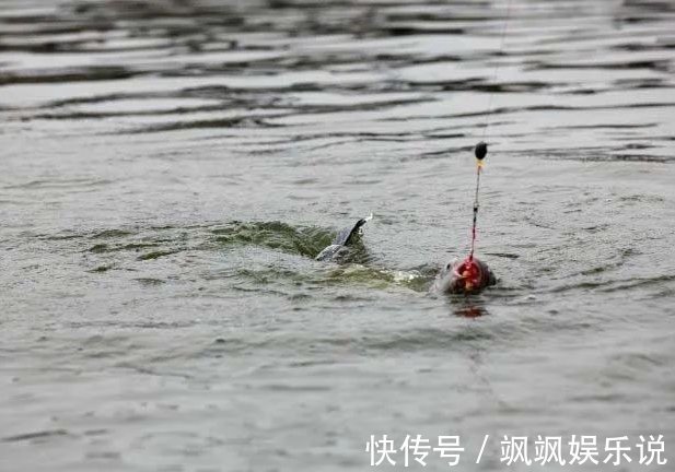 鱼儿们|垂钓时鱼不开口到底是什么原因造成的，看看这些你就知道了
