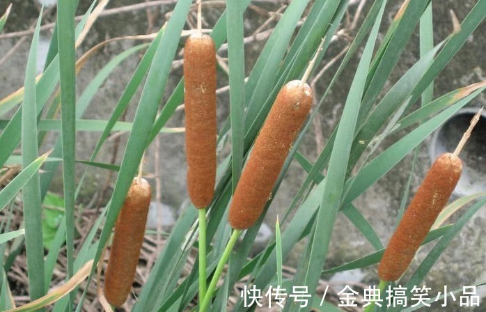 野草|农村一种野草,果实酷似香肠,水下藏着美味,营养也十分丰富