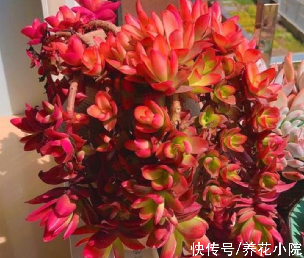 5种多肉，秋天多晒太阳，光照越充足，叶色越鲜艳
