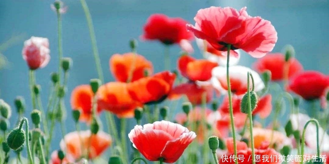 约束|「道德经」称:人有五欲,满足欲望的同时,要学会约束自己的行为