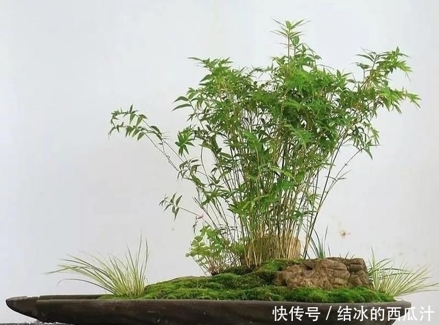 盘子|用石头盘子来养花,变成小盆景,价值能翻好几倍
