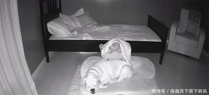 男孩|2岁男孩每早醒来都在狗窝里,父母心生困惑,查看监控后语塞了