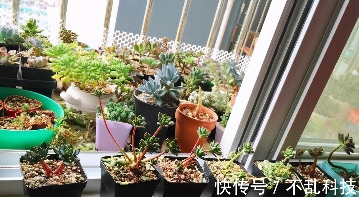 多肉|冬天养多肉,3个“不小心”,个个“徒成狗”?砍头才是硬道理