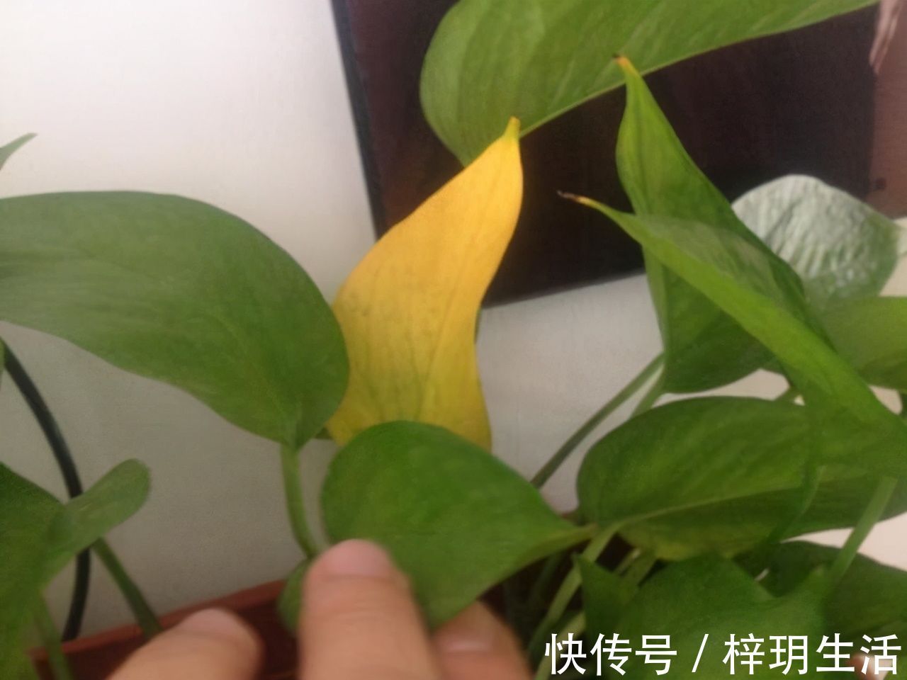 冬天浇花的“4个坏习惯”，看你有没有？难怪花卉烂根