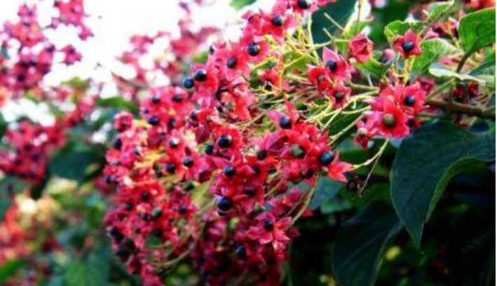 何首乌|以下四种野菜,具有很大的药用价值,吃过两种以上的不多了