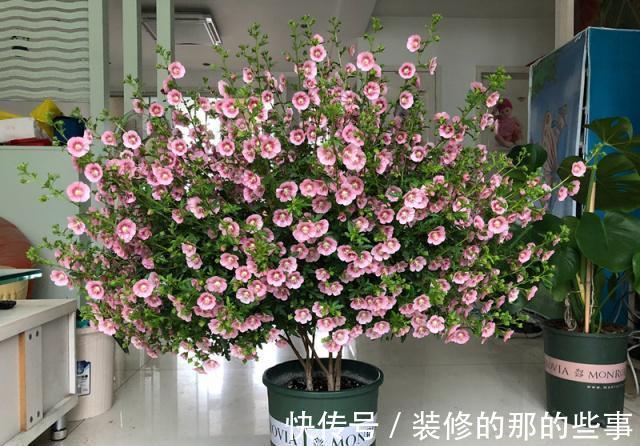 花树|修木槿小技巧:哪些枝叶早剪掉早受益?